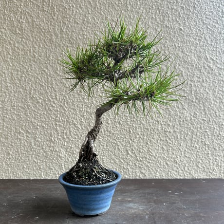 小品盆栽 | STORES