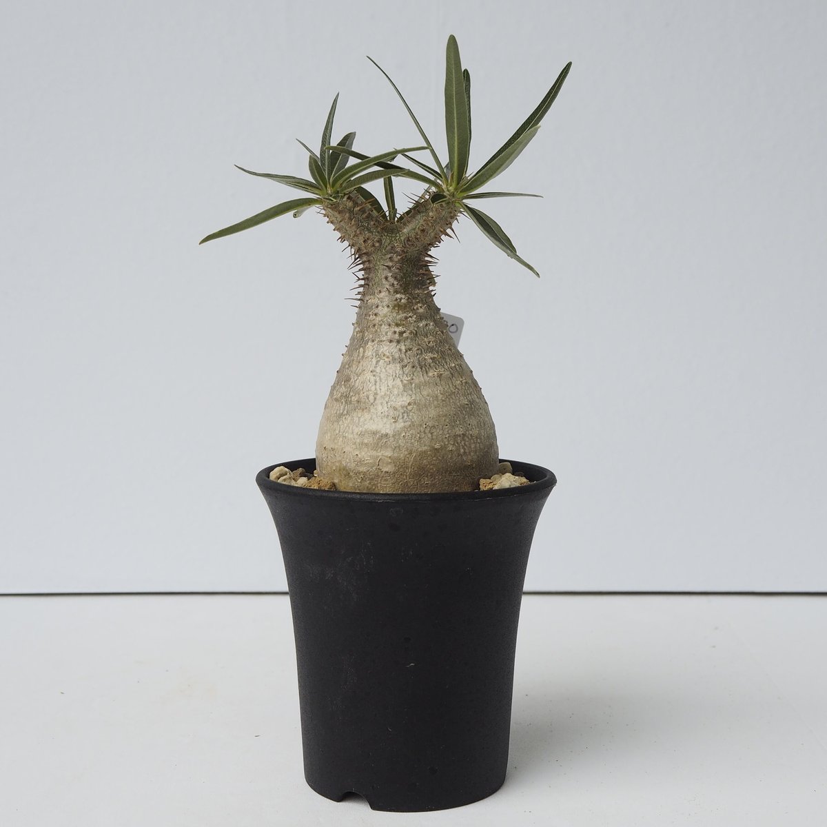 Pachypodium rosulatum var. gracilius A20 | KURO