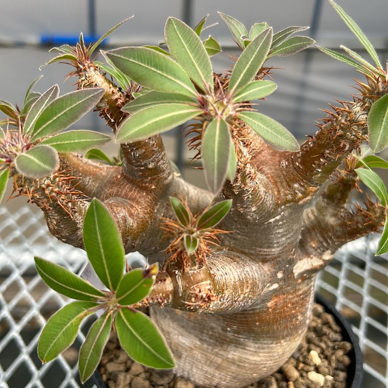 パキポディウムマカイエンセ -魔界玉- No.A35 | KUROUSAGI