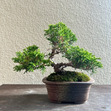 黒松 庭木 ◇ 近畿地方限定送料無料 商品紹介（クロマツ【黒松