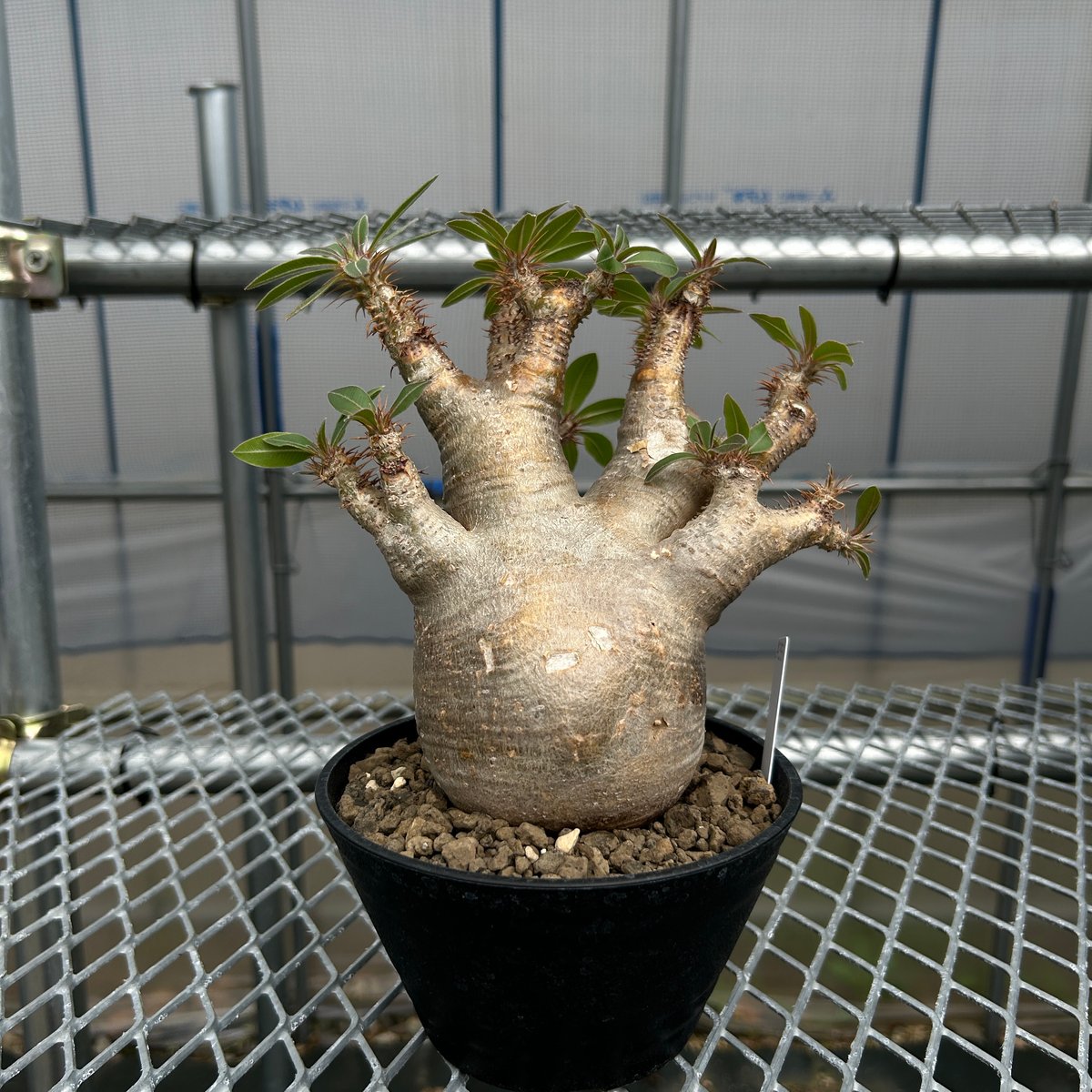 パキポディウムマカイエンセ　魔界玉 パキポディウムマカイエンセ -魔界玉- No.A35 | KUROUSAGI