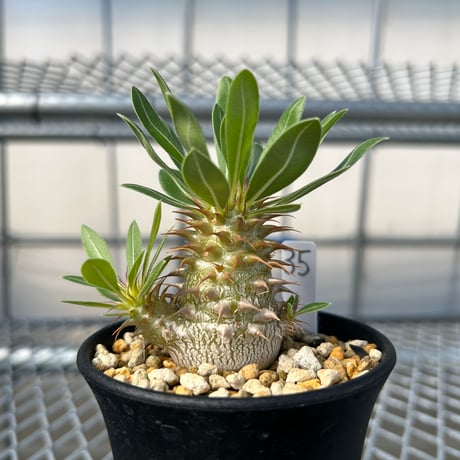多頭株 塊根植物 パキポディウム マカイエンセ 楽天市場】コーデックス：パキポディウム マカイエンセ 実生*S