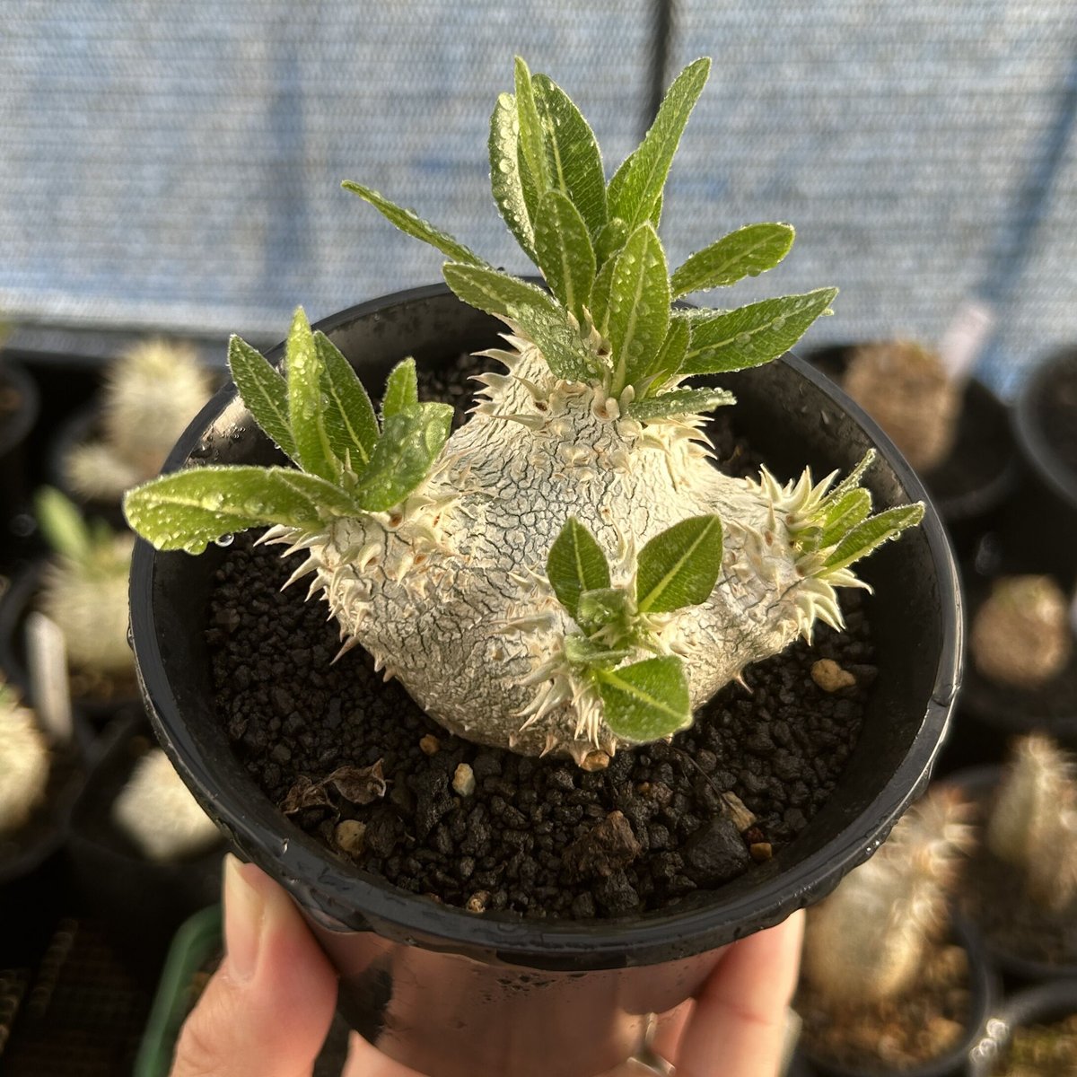 実）恵比寿大黒 | KUROUSAGI