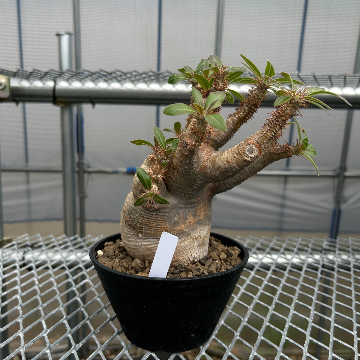 パキポディウムマカイエンセ -魔界玉- No.A35 | KUROUSAGI