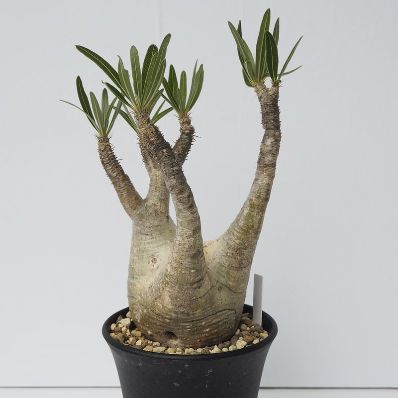 Pachypodium rosulatum var. gracilius 32 | KUROU