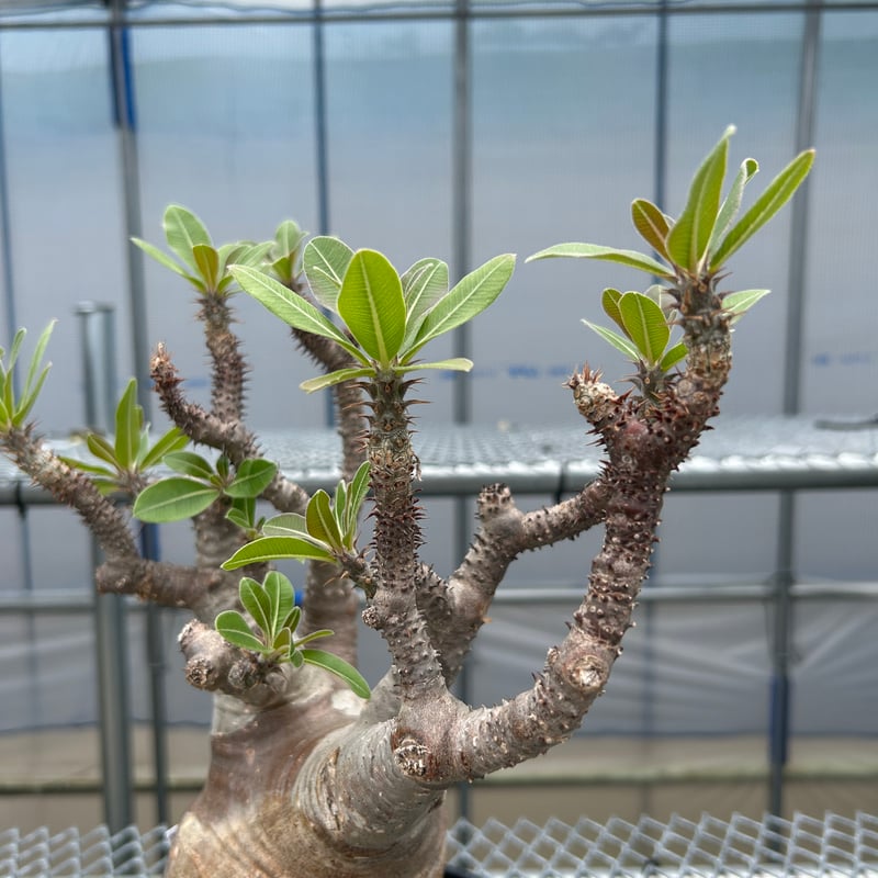 パキポディウムマカイエンセ -魔界玉- No.33 | KUROUSAGI