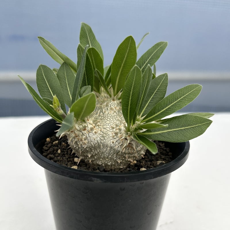 実）恵比寿大黒 | KUROUSAGI