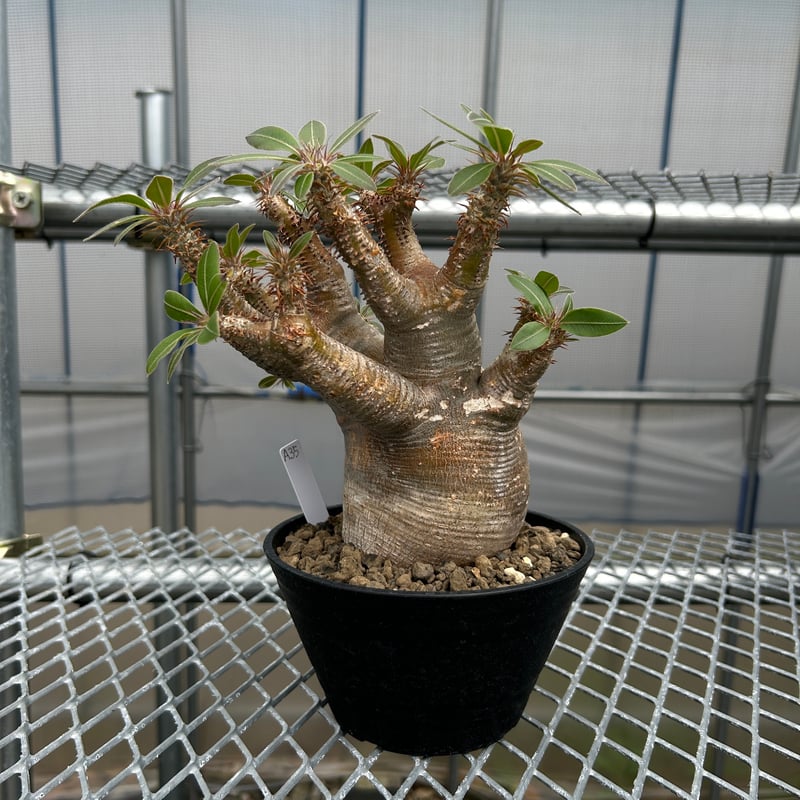 パキポディウムマカイエンセ -魔界玉- No.A35 | KUROUSAGI