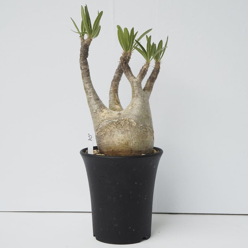 Pachypodium rosulatum var. gracilius 32 | KUROU
