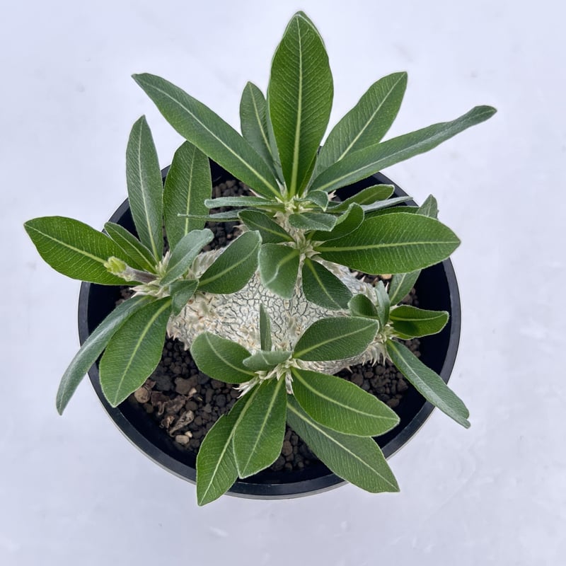 実）恵比寿大黒 | KUROUSAGI