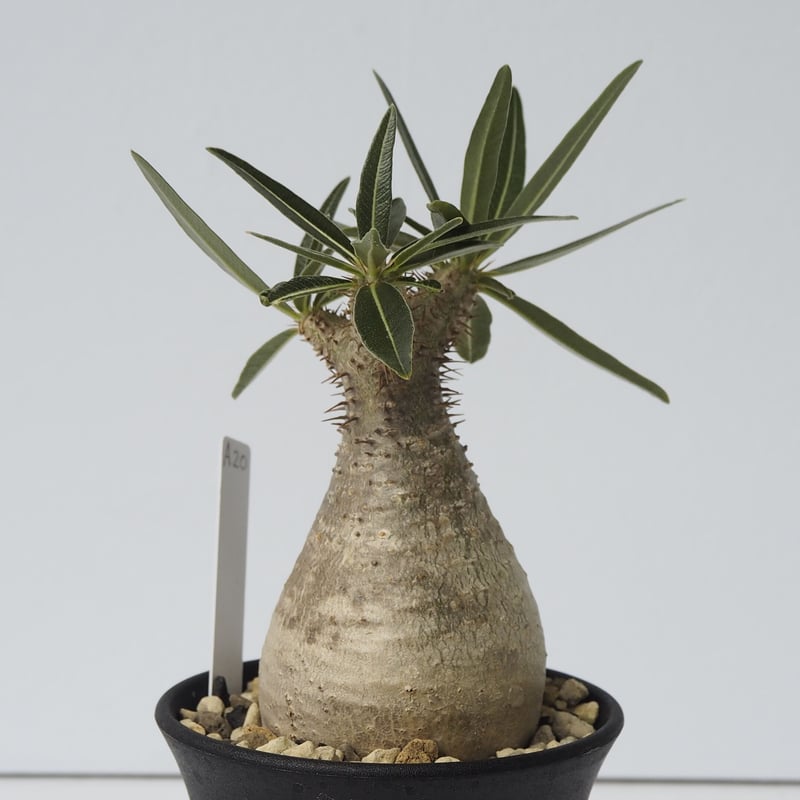 Pachypodium rosulatum var. gracilius 3頭株 Pachypodium rosulatum var. gracilius 【発根済み】〈幹