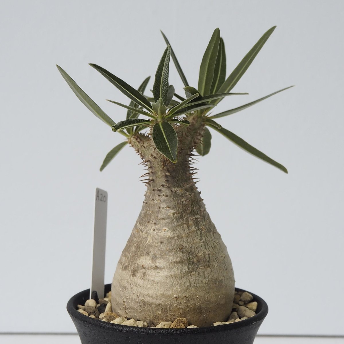 Pachypodium rosulatum var. gracilius A20 | KURO
