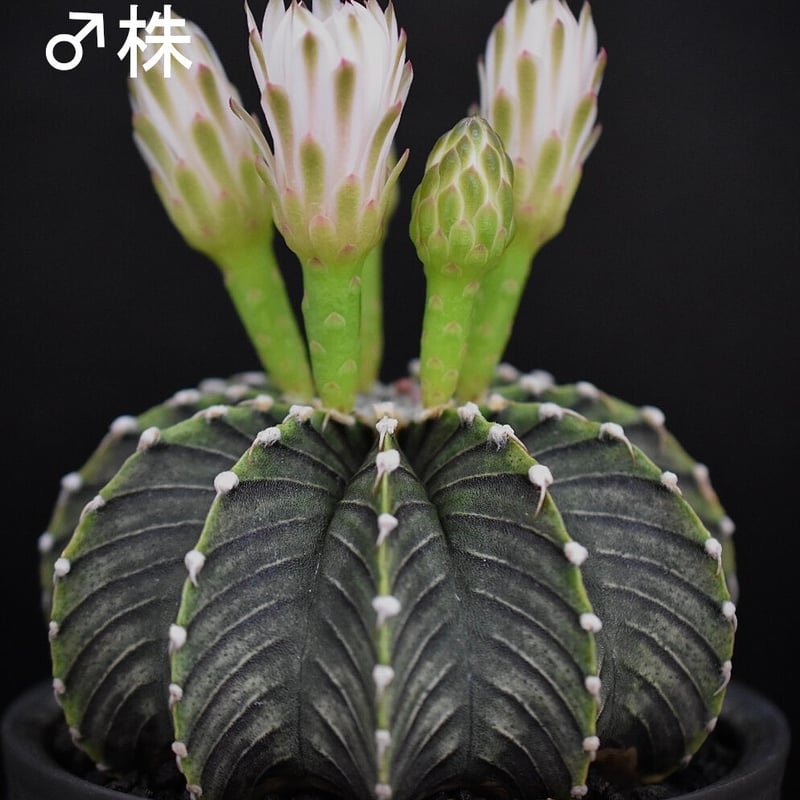 ギムノカリキウムフリードリッヒLB2178】種子20粒 | BITO.POTPLANTS