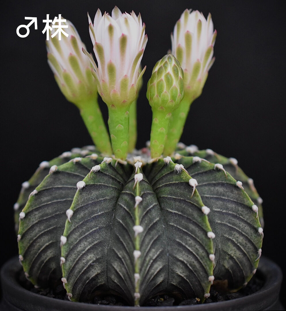 【たかはし様用】WORMED / Planisphaerium Amazon.co.jp: 幅約6cm！LB2178錦！サボテン ギムノカリキウム