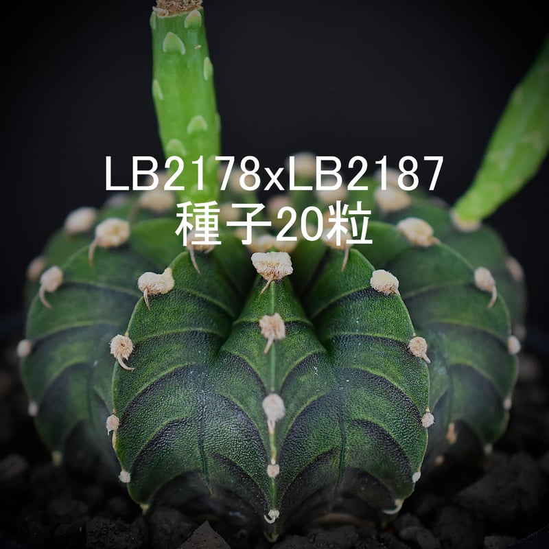 ギムノカリキウムフリードリッヒLB2178】種子20粒 | BITO.POTPLANTS ギムノカリキウムフリードリッヒLB2178】種子20粒 | BITO.POTPLANTS
