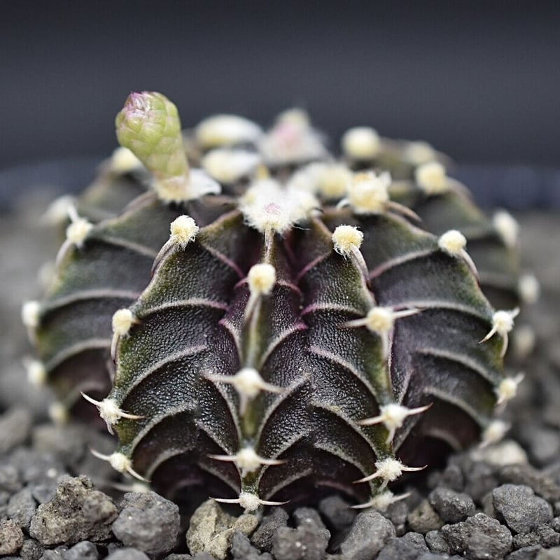 ギムノカリキウムフリードリッヒLB2178hybrid③ | BITO.POTPLANTS