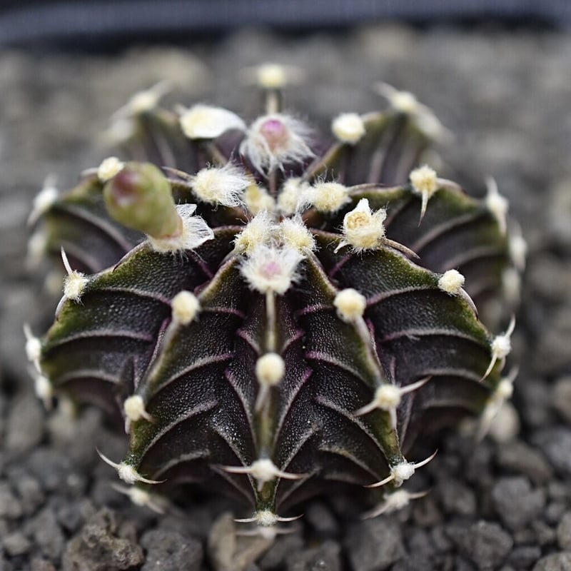 ギムノカリキウムフリードリッヒLB2178hybrid③ | BITO.POTPLANTS