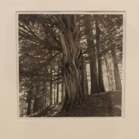 宮崎雅子「A piece of stone-木霊(こだま）」