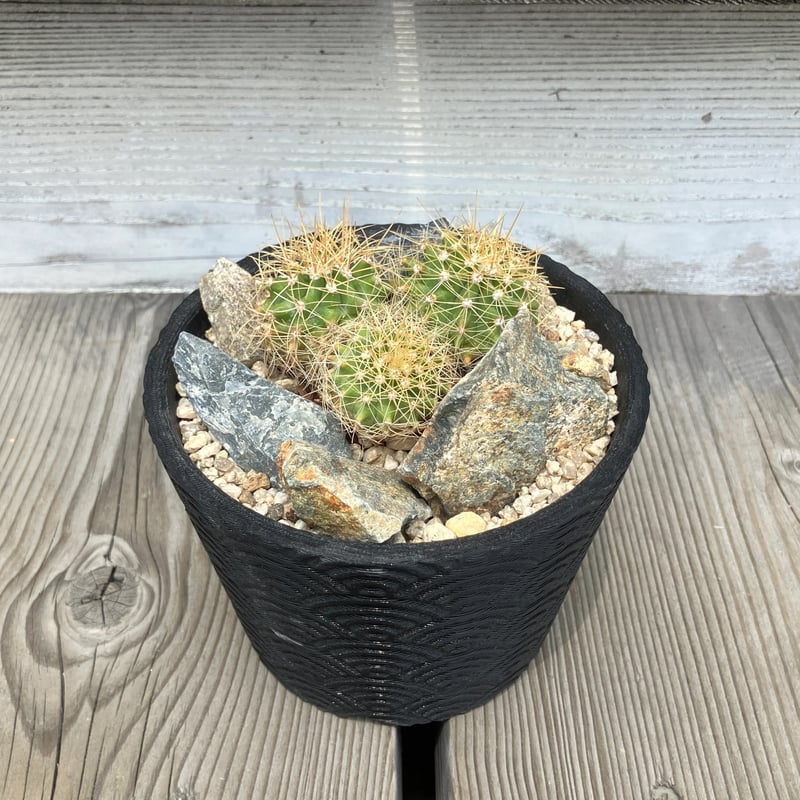 2523：サボテン 黄彩玉 3D鉢 Habitat Style | Home&Plants