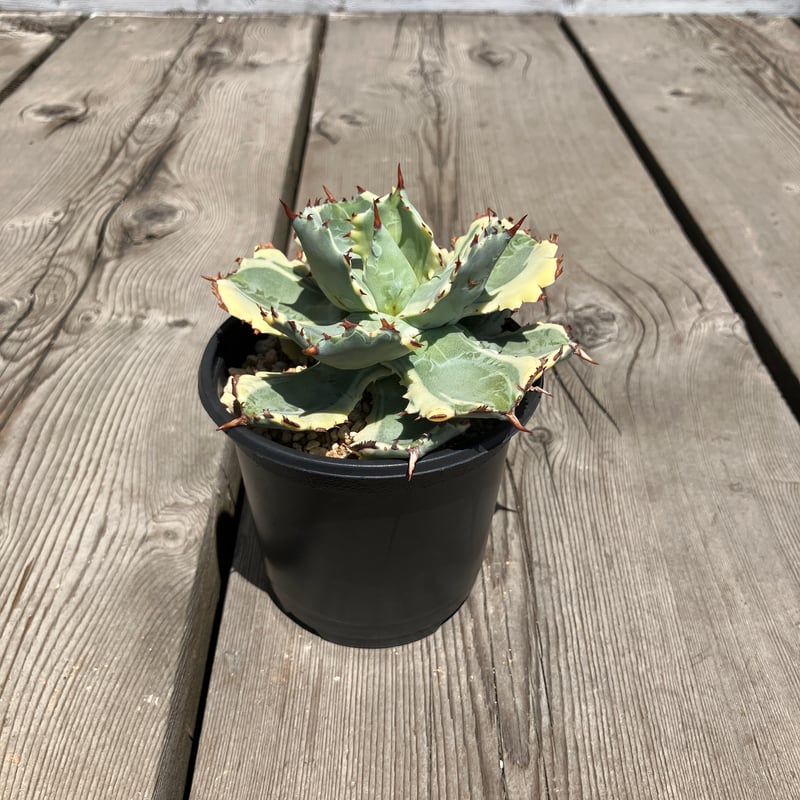 1210：アガベ 王妃兜蟹錦【U-A】HPN① | Home&Plants