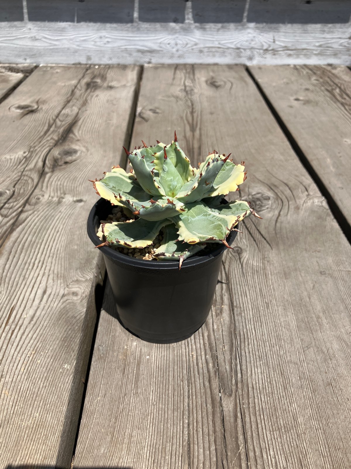 1210：アガベ 王妃兜蟹錦【U-A】HPN① | Home&Plants