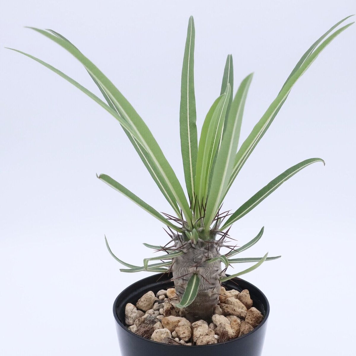 パキポディウム ミケア 3.5号 ② | Home&Plants