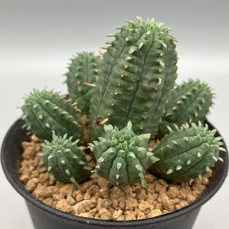 ユーフォルビア マミラリス 3号 HPN② | Home&Plants