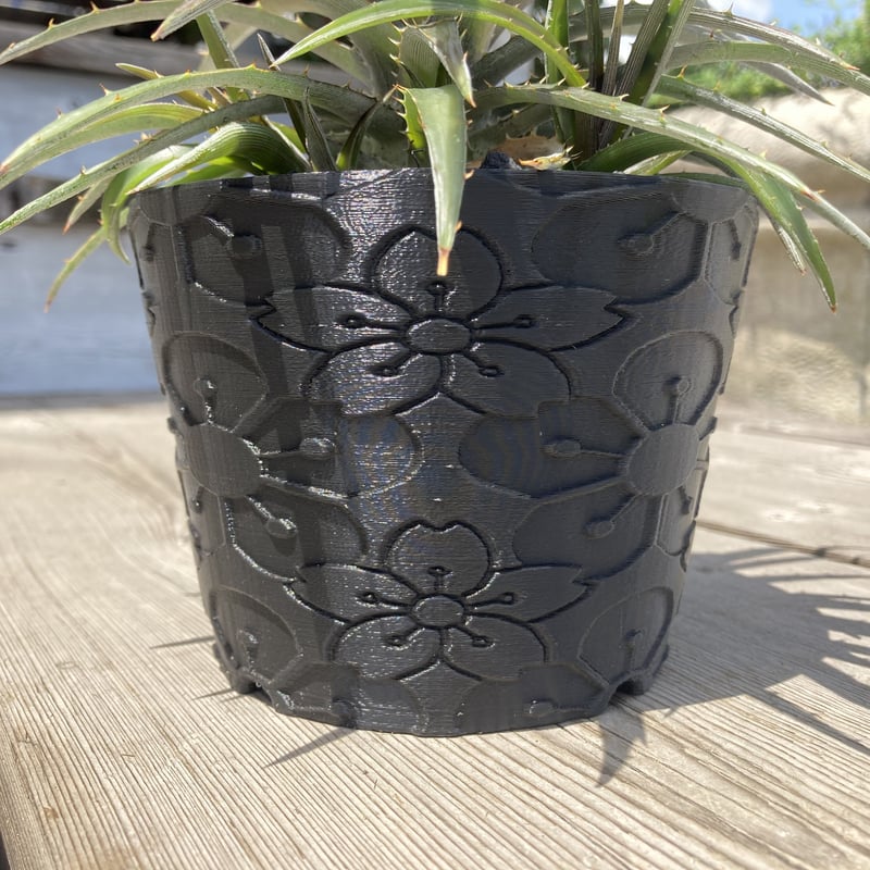 BOTANIZE × 然ZEN 鉢 植木鉢 ボタナイズ　ディッキア dyckia 送料無料】braunii〔ディッキア〕D0000 | plane plants