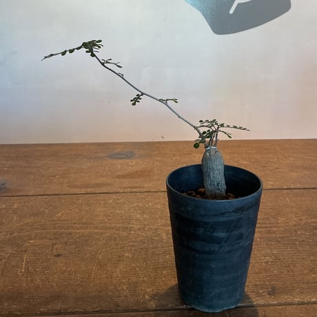 パワータンク | STORES