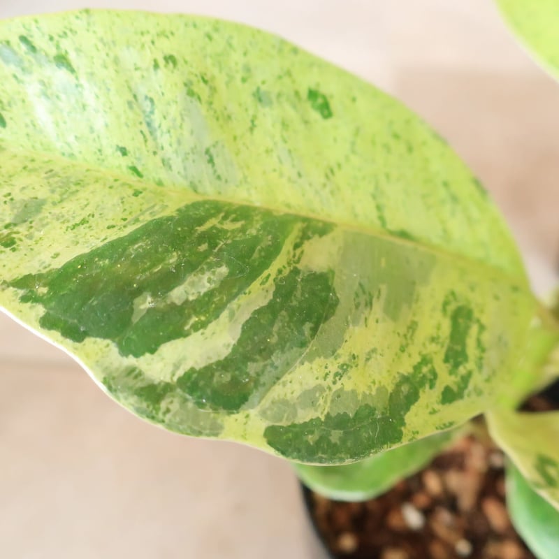 フィカス ジン | Home&Plants