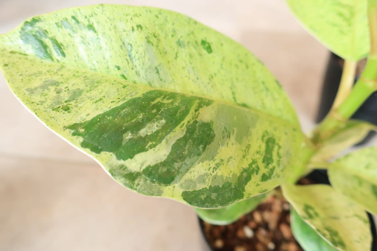 希少❗️巨大❗️フィカス　ジン　朴✨ 永久の幸せ フィカス ジン 希少品種 | 浜松の花屋「Amiのお花屋さん