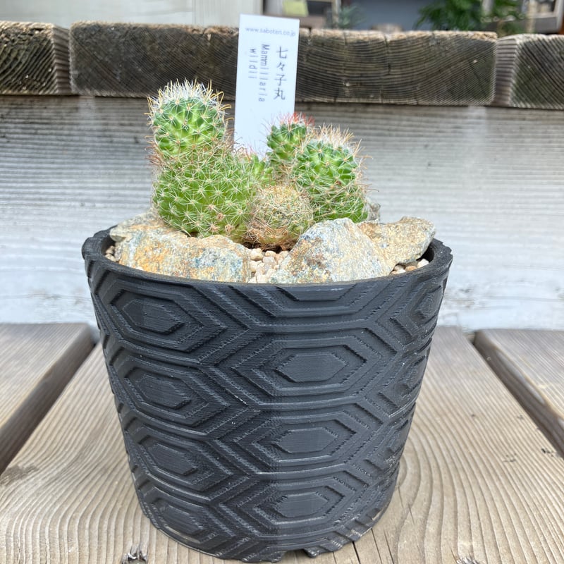 サボテン群生 3D鉢 Habitat Style | Home&Plants