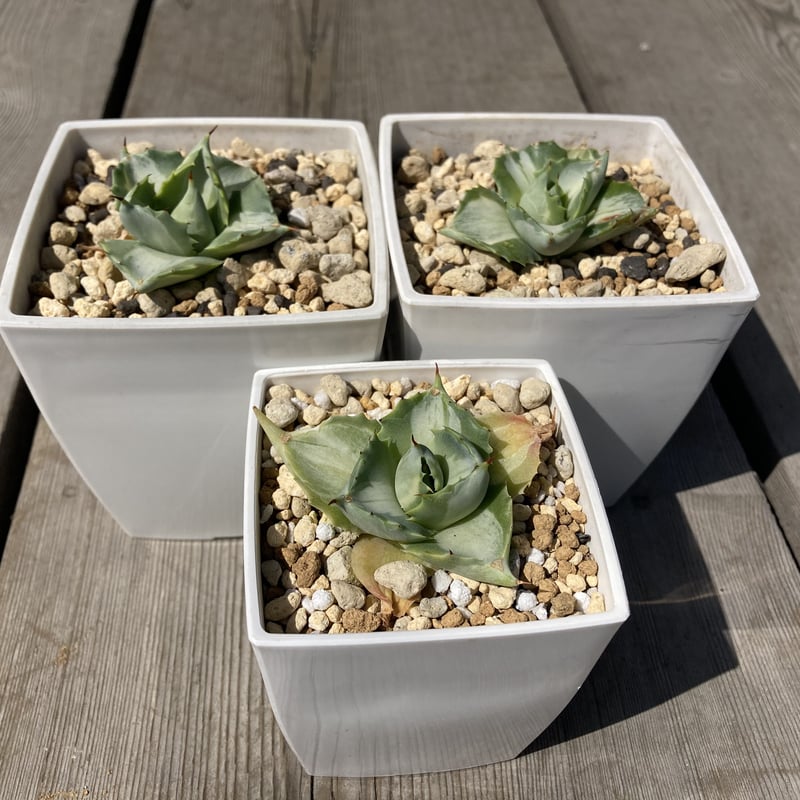 アガベ 王妃雷神白中斑【U-A】 | Home&Plants