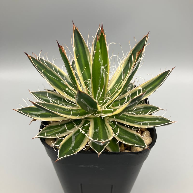 アガベ 　王妃乱れ雪錦　検索　白鯨　観葉植物 アガベ 王妃乱れ雪錦 検索 白鯨 観葉植物 アガベ：王妃乱れ雪錦