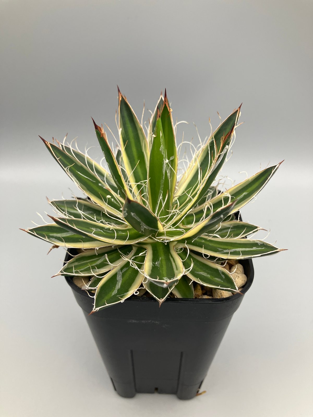 アガベ】姫乱雪 超特選株 【公式通販】