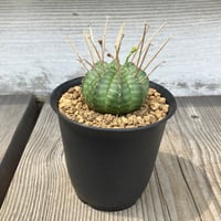 2623：ユーフォルビア　バリダ