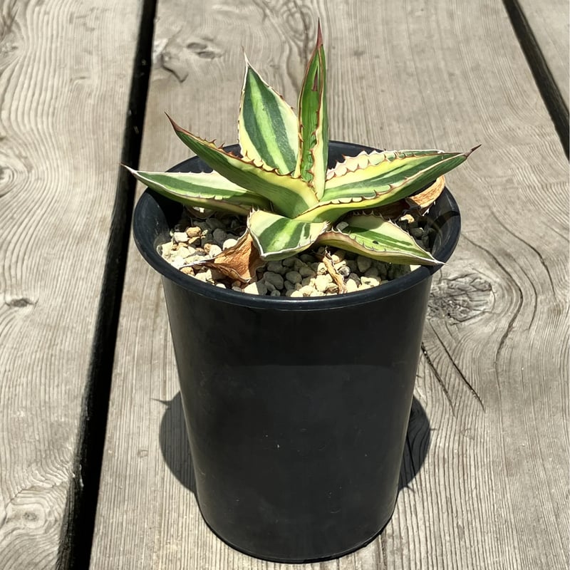 1373：アガベ 五色万代（ごしきばんだい）【U-A】 | Home&Plants