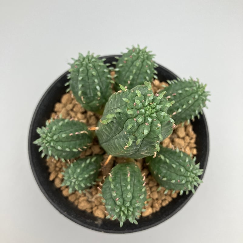 ユーフォルビア マミラリス 3号 HPN② | Home&Plants