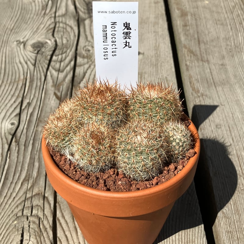 ボナンペン木星 糠焼 侘寂似 大特価 ボナンペン木星 糠焼 侘寂似