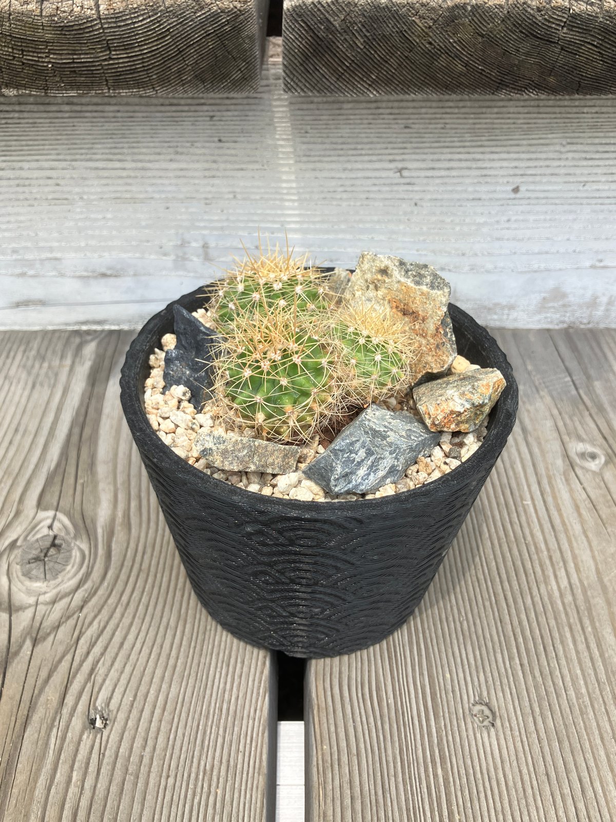 2523：サボテン 黄彩玉 3D鉢 Habitat Style | Home&Plants