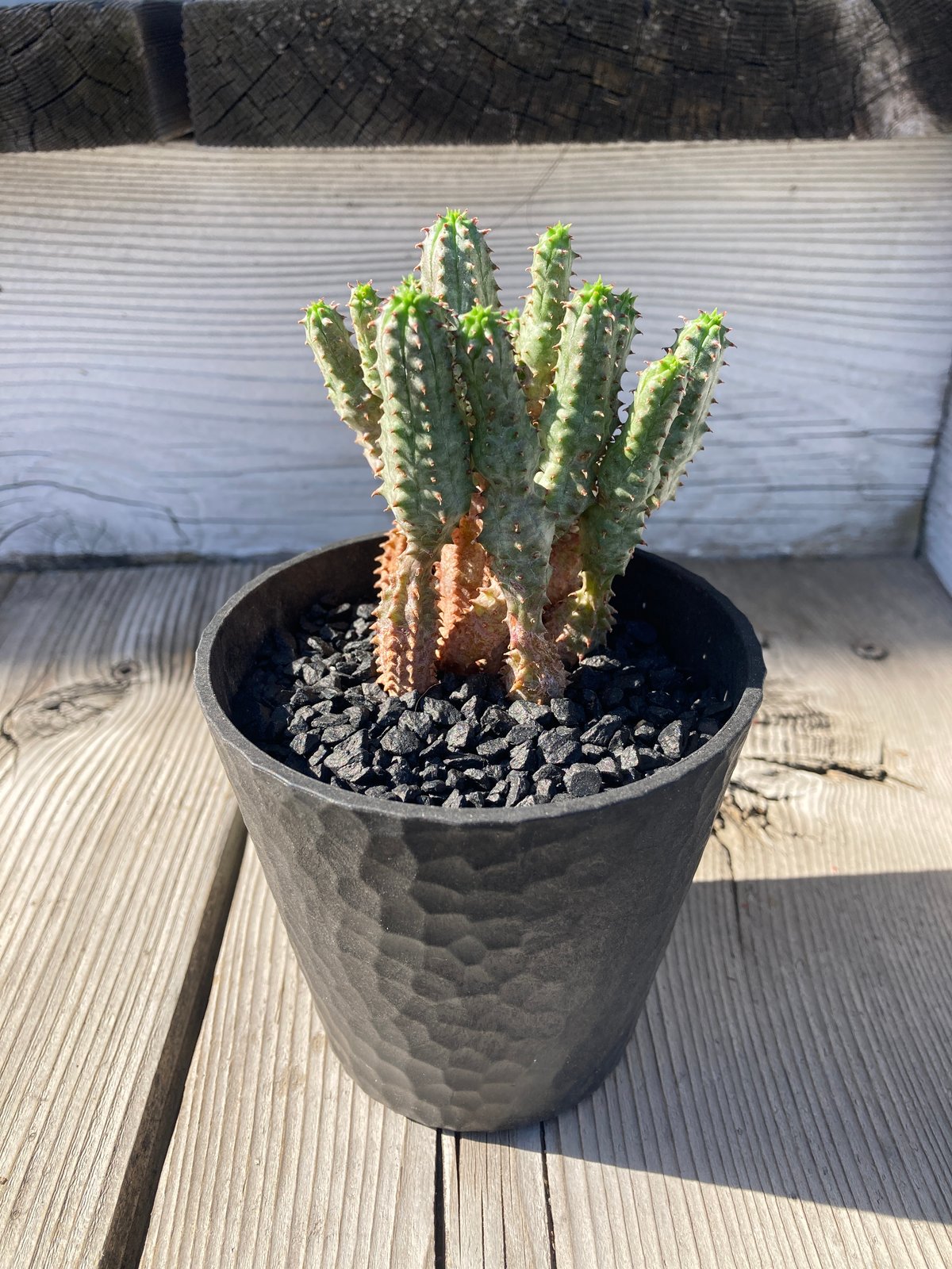 ユーフォルビア プセウドグロボーサ ウッドポットBK | Home&Plants