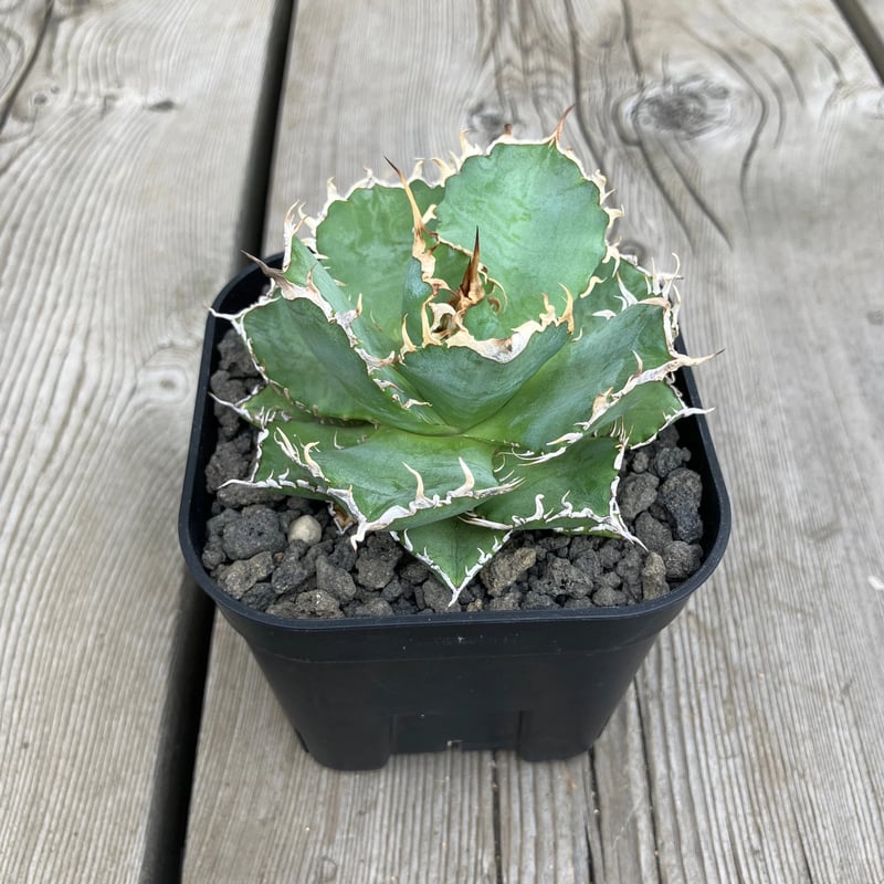 アガベ チタノタ フィリグリー アガベ チタノタ フィリグリー 6 Agave titanota filigree | Mel