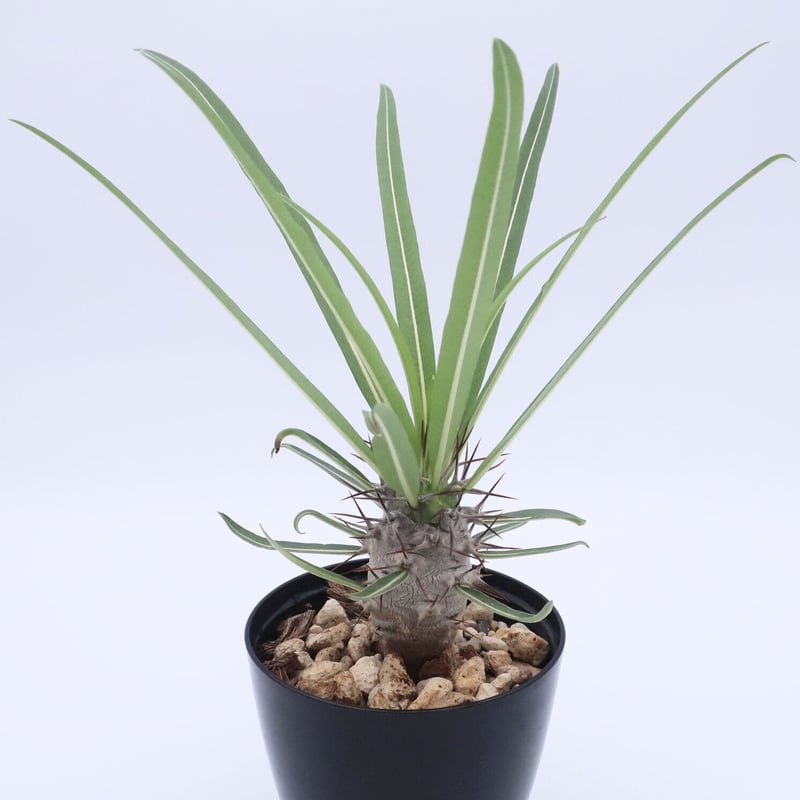 パキポディウム ミケア 3.5号 ② | Home&Plants