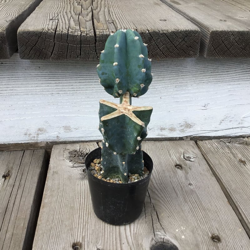 柱サボテン ブランチ 2号 HPN① | Home&Plants