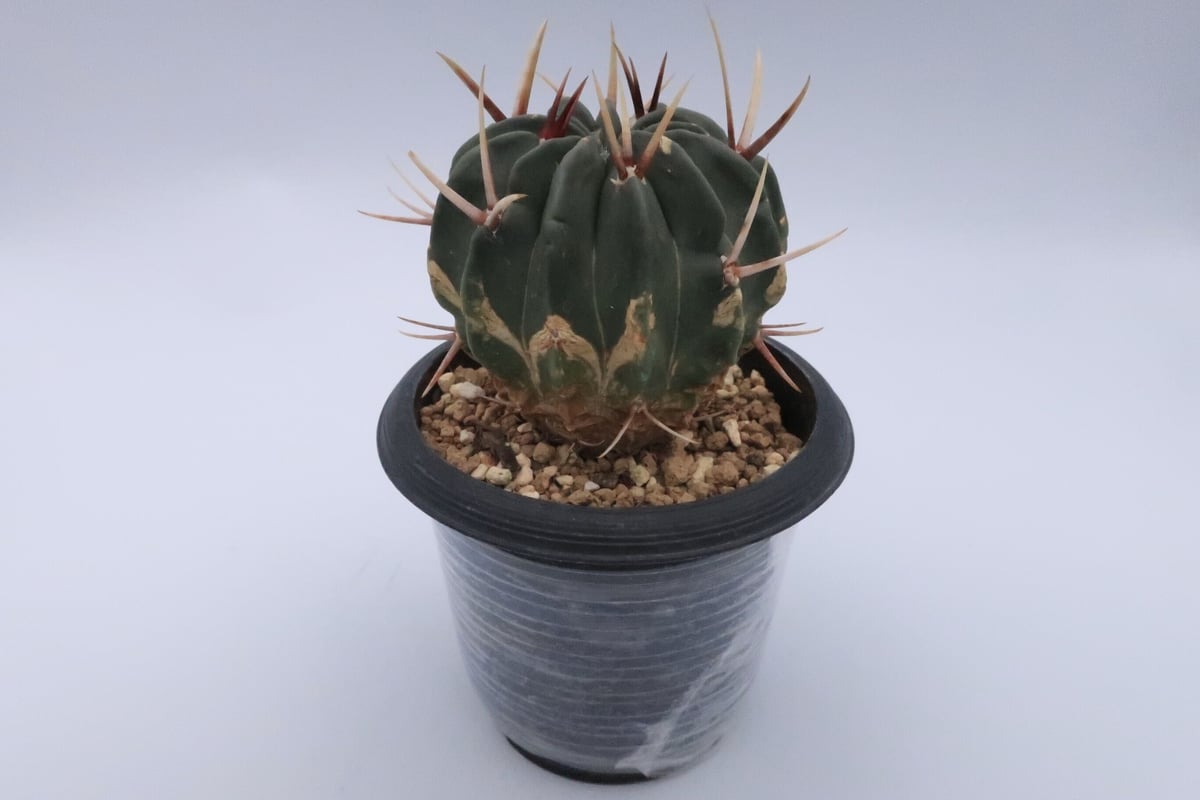 サボテン 竜剣丸 | Home&Plants