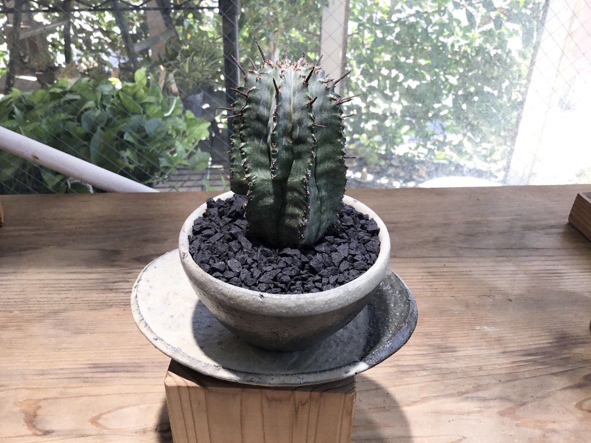 ユーフォルビア ホリダ 鉢植え鉢皿セット | Home&Plants