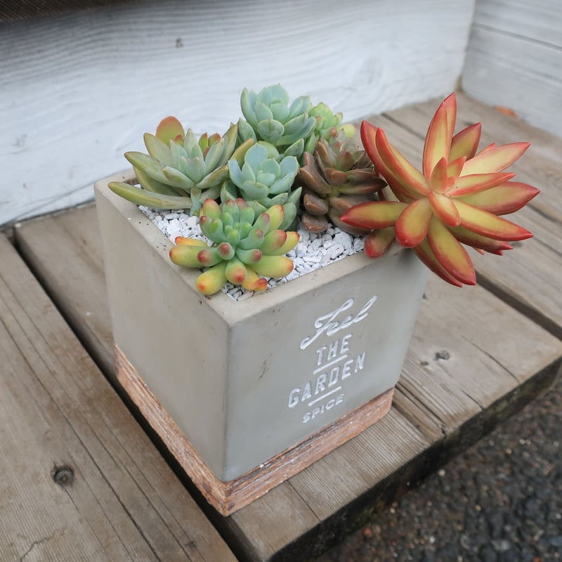 多肉植物　寄せ植え　2段 Amazon｜多肉植物 寄せ植え 2段 鉢ごと発送｜観葉植物