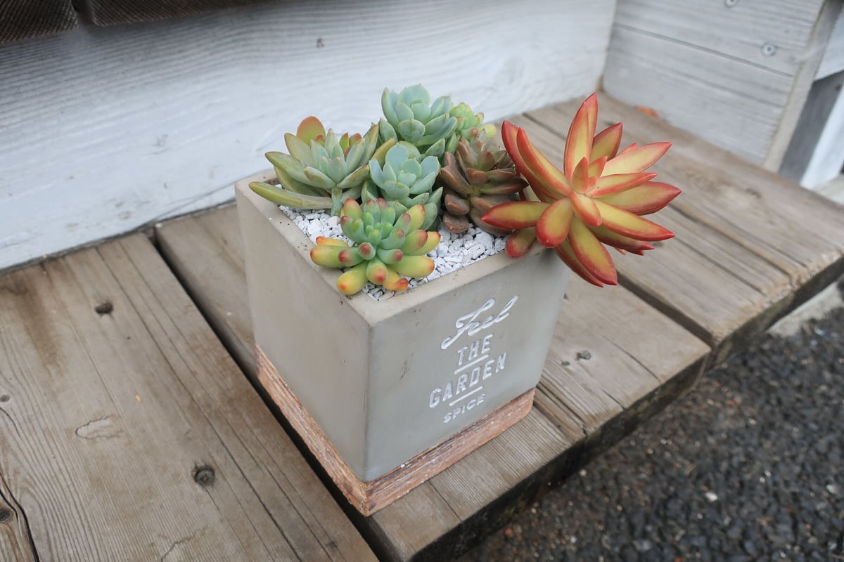 多肉寄せ植え② THE GARDEN | Home&Plants