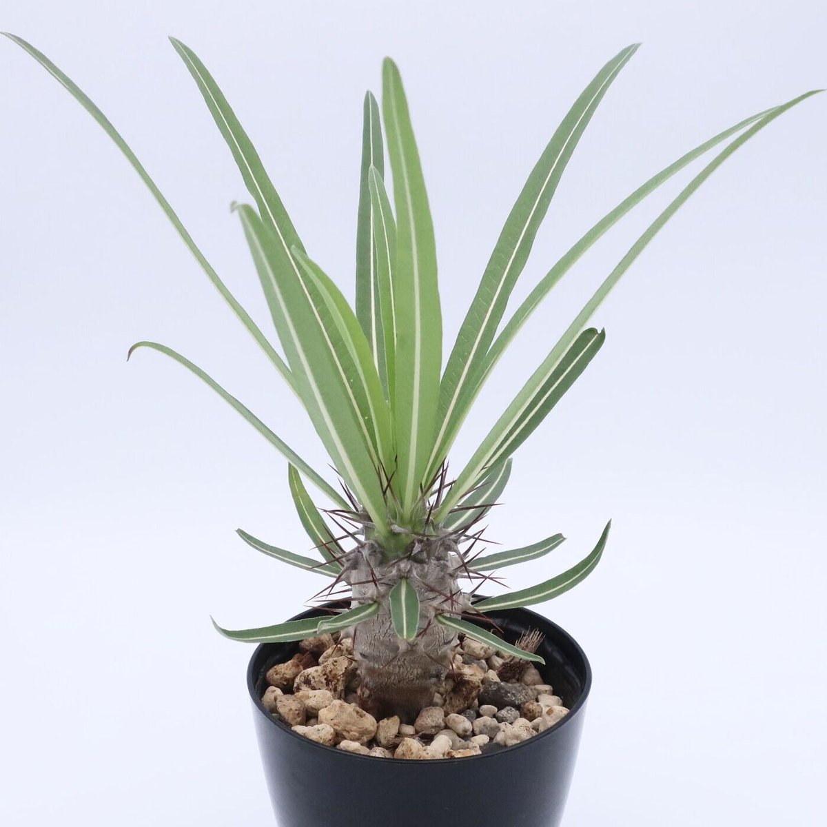 パキポディウム　ミケア　大株　現品 パキポディウム ミケア 3.5号 ② | Home&Plants