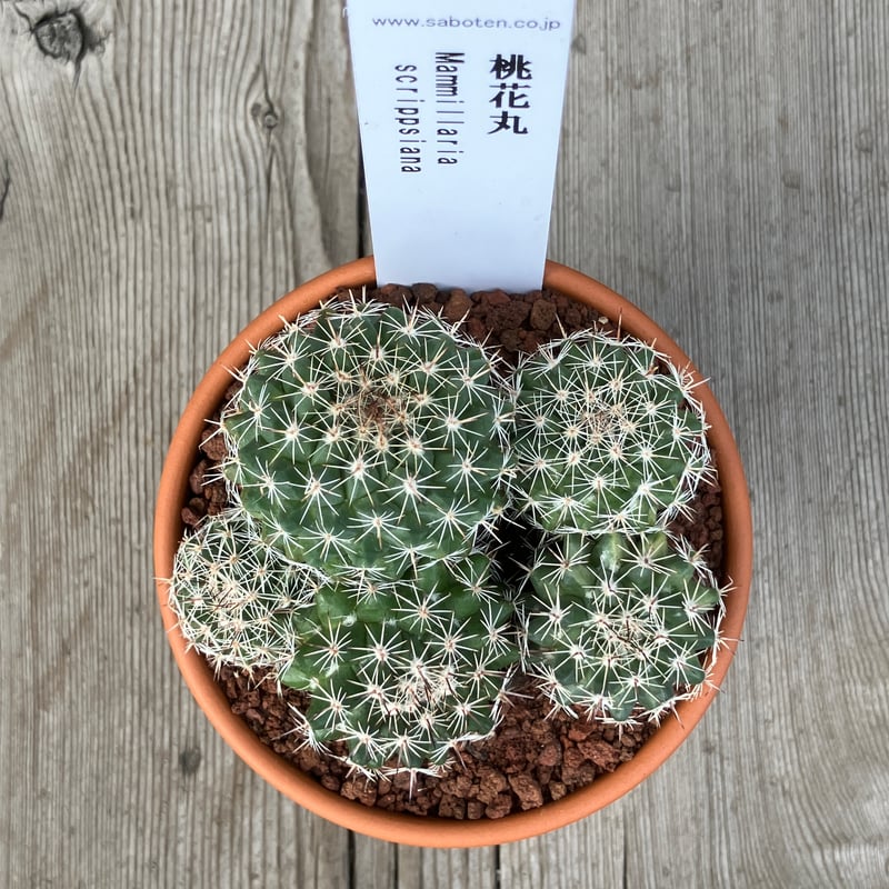 サボテン群生 桃花丸(素焼鉢) 3号 | Home&Plants